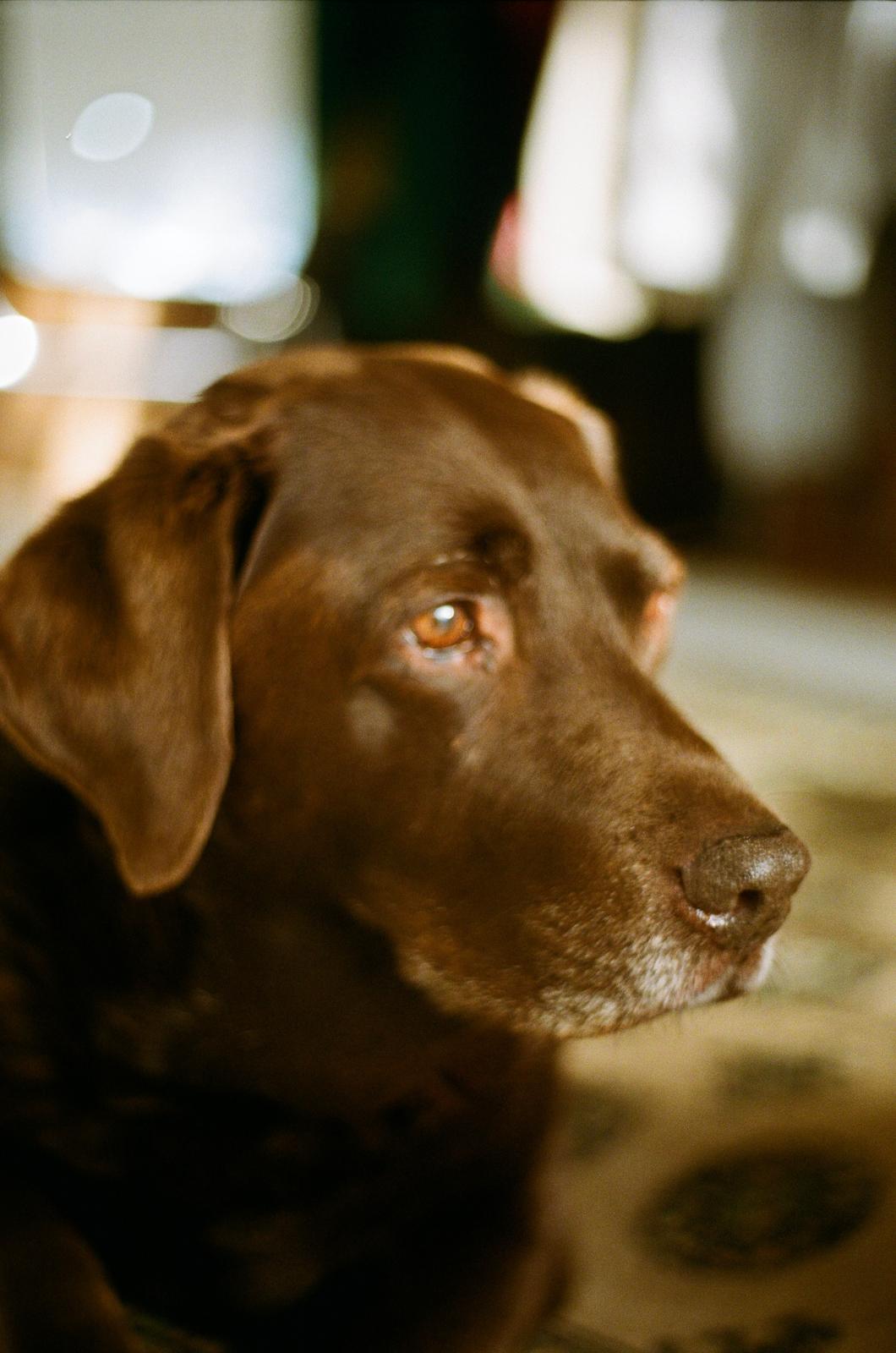 Up close shot of shop dog Ruby